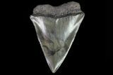 Fossil Mako Shark Tooth - Georgia #75012-1